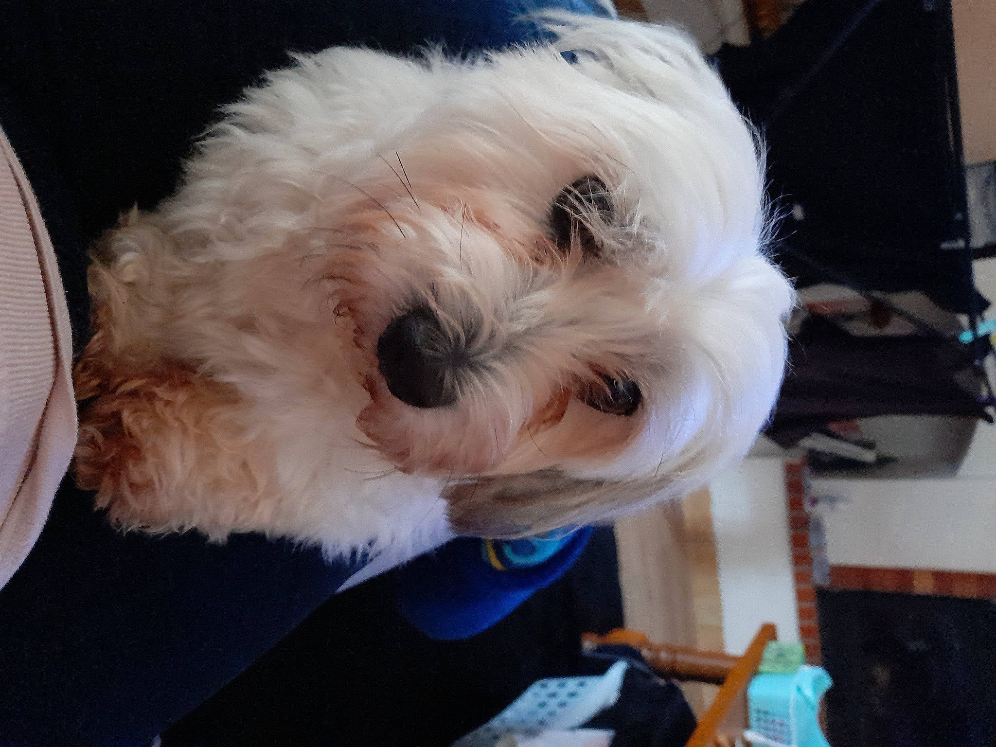 Nola a rejoint le concours — aidez-le/la à gagner de superbes lots ! bichon, carnivore, collar, companion_dog, dog, dog_breed, dog_clothes, dog_collar, dog_supply, fur, labradoodle, poodle_crossbreed, shih_poo, small_terrier, snout, sunglasses, terrier, toy_dog, working_animal, yorkipoo