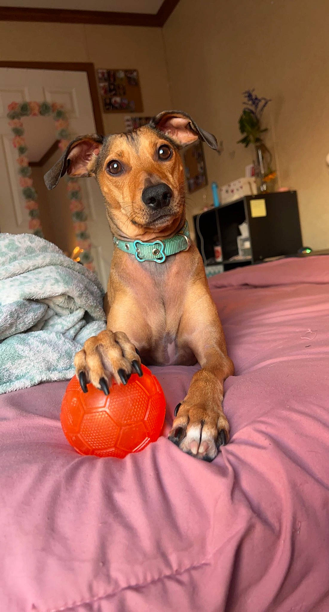 Axel joined the competition — help win amazing prizes! canidae, carnivore, collar, comfort, companion_dog, dog, dog_breed, dog_collar, dog_supply, fawn, flowerpot, fur, hound, houseplant, plant, pumpkin, snout, sporting_group, whiskers, working_animal