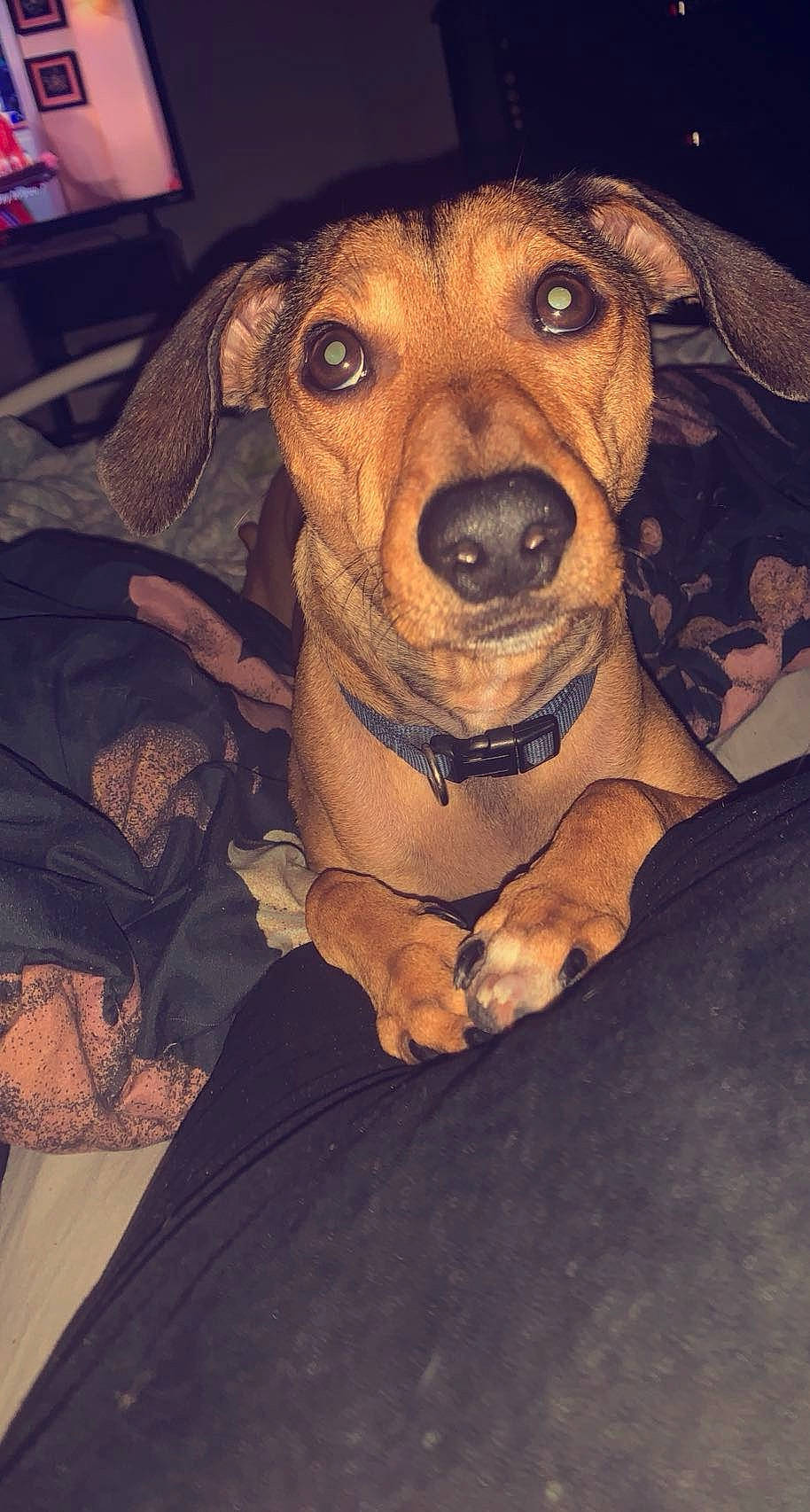 Axel joined the competition — help win amazing prizes! canidae, carnivore, companion_dog, dog, dog_breed, dog_clothes, dog_collar, fawn, fur, hat, non_sporting_group, snout, sporting_group, whiskers, working_animal