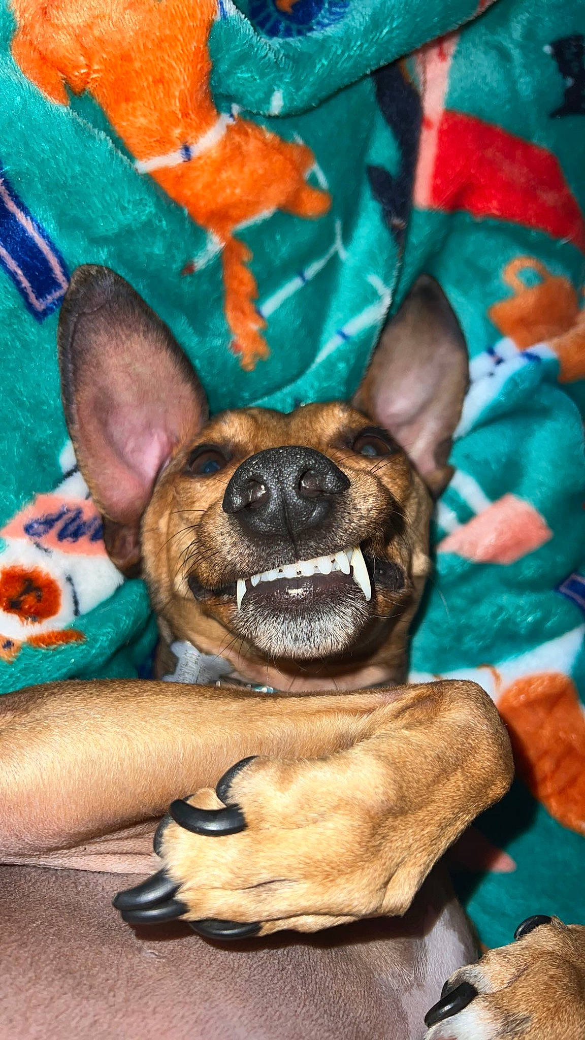 Axel joined the competition — help win amazing prizes! canidae, carnivore, comfort, companion_dog, dog, dog_breed, dog_supply, fawn, fur, guard_dog, linens, non_sporting_group, paw, prazsky_krysarik, snout, sporting_group, toy_dog, whiskers, working_animal, working_dog