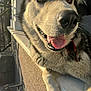 animal, canine, close_up, daylight, dog, ears, fur, happy, husky, leash, metal_fence, outdoor, paw, pet, shadow, smiling, sunlight, tongue, tongue_out, wall