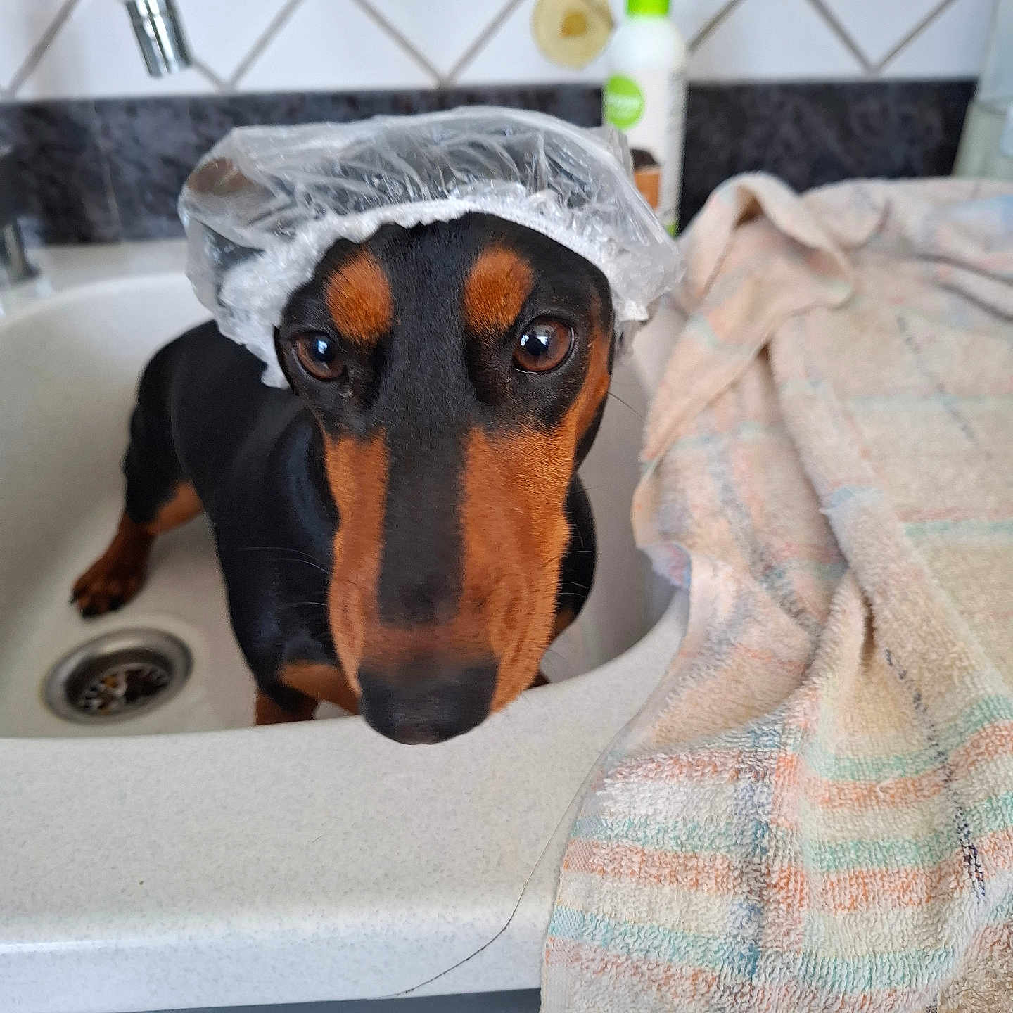 Lola a rejoint le concours — aidez-le/la à gagner de superbes lots ! animal, bathroom, black_and_tan, close_up, countertop, curious, cute, dachshund, dog, domestic_dog, faucet, household, indoor, looking_up, pet, shower_cap, sink, tile_wall, towel, wet_area