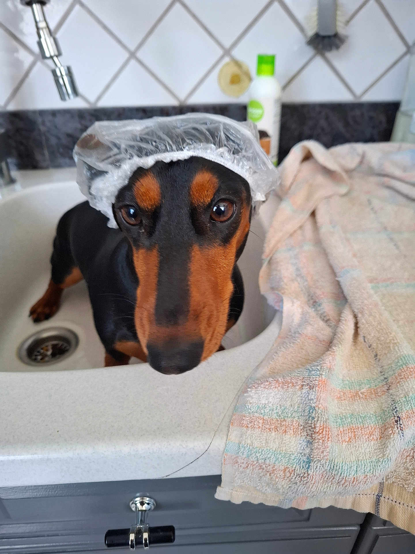 Lola a rejoint le concours — aidez-le/la à gagner de superbes lots ! dog, dachshund, sink, bathroom, shower_cap, towel, faucet, tile_wall, countertop, pet, animal, curious, black_and_tan, domestic_dog, close_up, indoor, cute, looking_up, wet_area, household