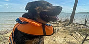 Harlee joined the competition — help win amazing prizes! dog, life_jacket, water, lake, sky, clouds, tree, sand, nature, outdoor, animal, pet, canine, tongue_out, sunny, daytime, adventure, happy, sitting, leash