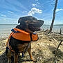 dog, life_jacket, water, lake, sky, clouds, tree, sand, nature, outdoor, animal, pet, canine, tongue_out, sunny, daytime, adventure, happy, sitting, leash