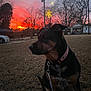 dog, sunset, grass, collar, leash, tree, bare_tree, house, streetlamp, sky, orange_sky, pink_sky, purple_sky, outdoor, animal, pet, quiet, nature, evening, residential