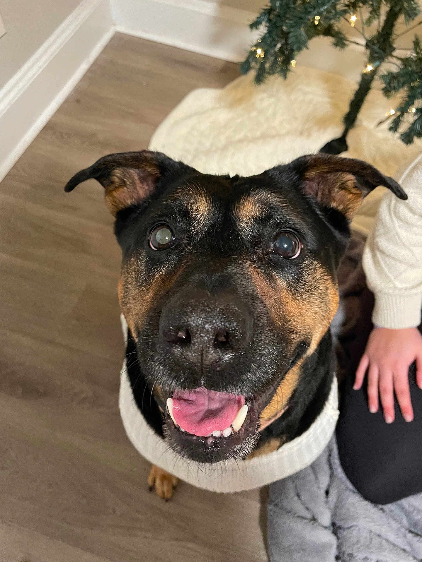Harlee is registered to the contest to win money with this photo: dog, happy, smiling, sweater, indoor, floor, christmas_tree, tree_skirt, person_hand, wood_floor, pet, animal, cute, closeup, tongue, black_and_tan, ears, large_dog, cozy, holiday