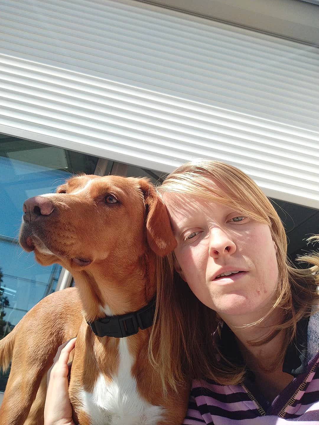 Diams participe au concours pour gagner de l'argent avec cette photo : bracco_italiano, canidae, carnivore, companion_dog, dog, dog_breed, ear, fawn, mammal, person, pit_bull, snout, sporting_group, vertebrate, vizsla
