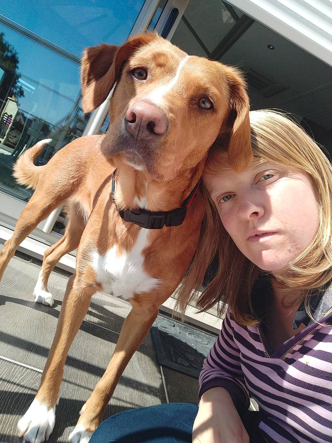 Diams participe au concours pour gagner de l'argent avec cette photo : canidae, carnivore, companion_dog, dog, dog_breed, fawn, hunting_dog, mammal, person, portuguese_pointer, rare_breed_dog, sporting_group, vertebrate, vizsla