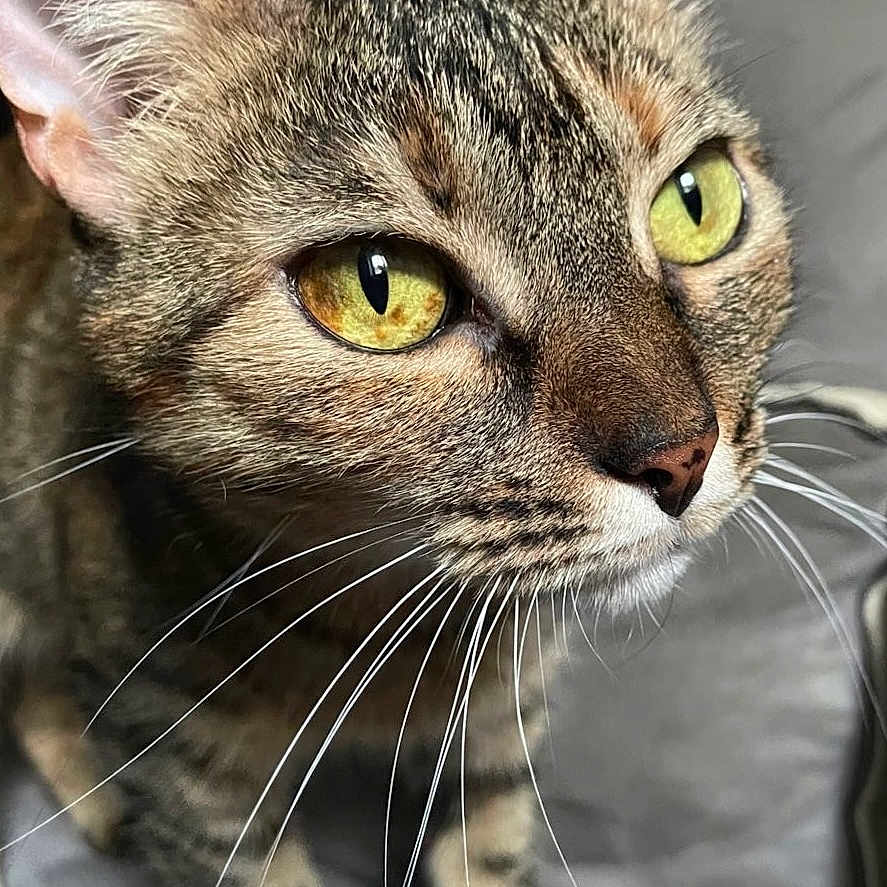 Lucky a rejoint le concours — aidez-le/la à gagner de superbes lots ! animal, cat, close_up, curious, domestic_animal, ears, face, feline, fur, indoor, looking_up, nose, paws, pet, portrait, soft_light, tabby_cat, texture, whiskers, yellow_eyes