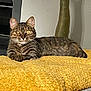 cat, tabby, yellow_blanket, indoor, feline, pet, fur, whiskers, relaxed, lying_down, cozy, domestic_animal, animal, portrait, cute, eyes, ears, resting, home, soft_texture