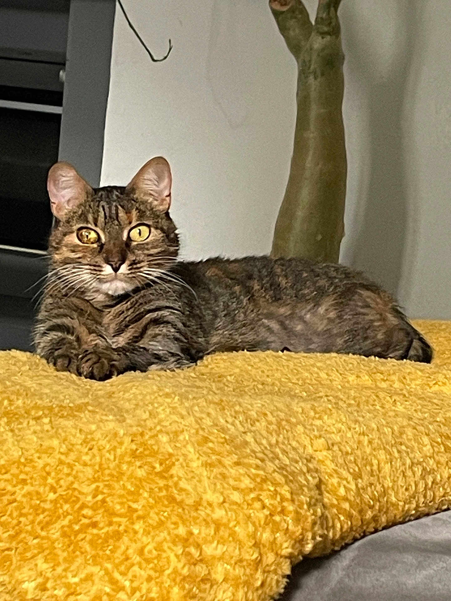 Lucky participe au concours pour gagner de l'argent avec cette photo : cat, tabby, yellow_blanket, indoor, feline, pet, fur, whiskers, relaxed, lying_down, cozy, domestic_animal, animal, portrait, cute, eyes, ears, resting, home, soft_texture