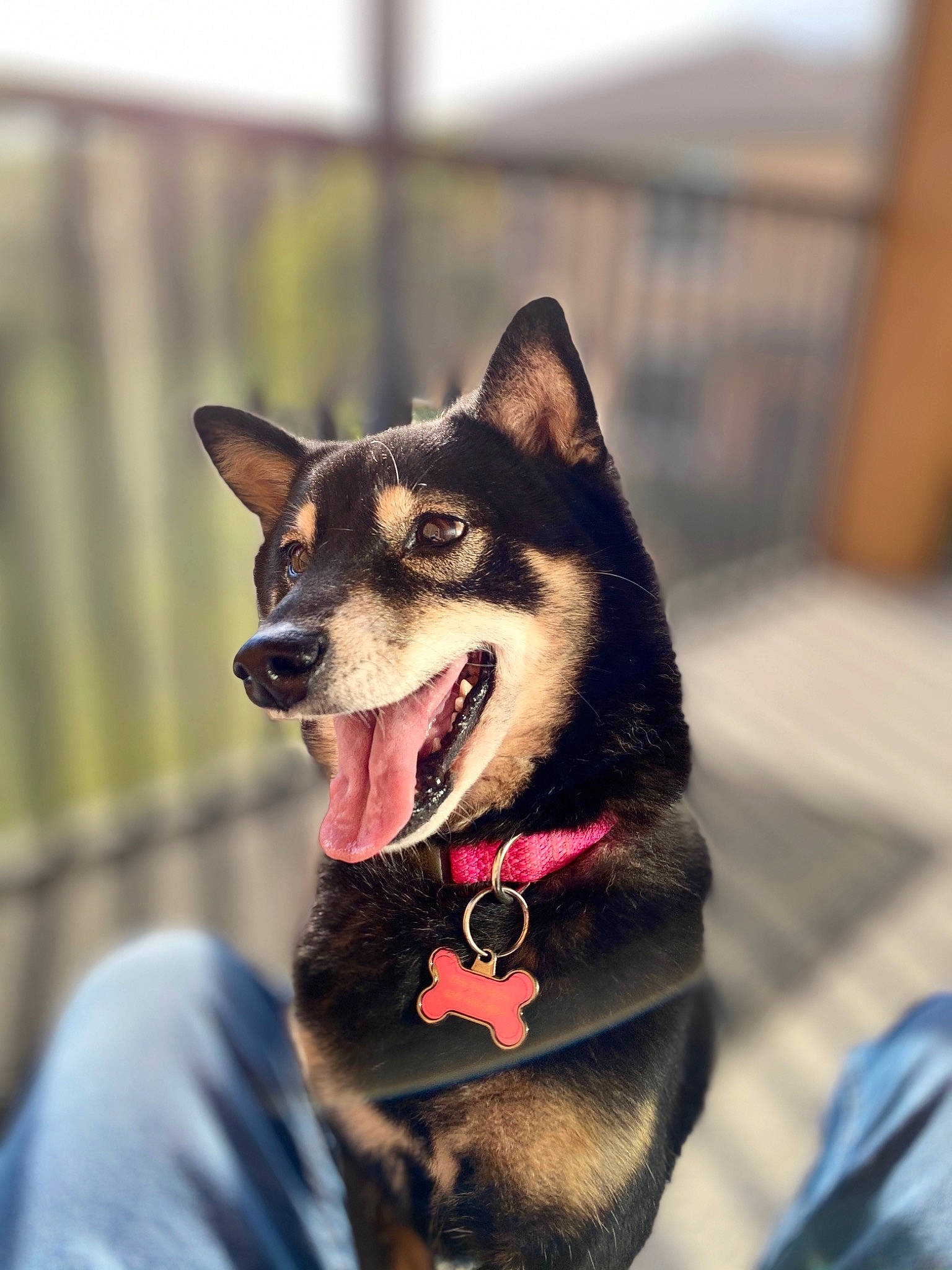 Holly is registered to the contest to win money with this photo: canidae, carnivore, collar, companion_dog, dog, dog_breed, dog_collar, dog_supply, fur, guard_dog, jaw, leash, pet_supply, police_dog, snout, sporting_group, tongue, tooth, vertebrate, working_animal