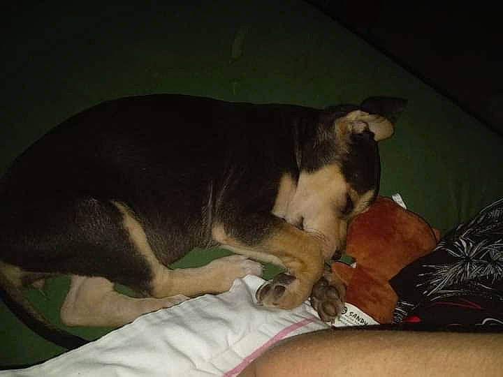 Vaiana participe au concours pour gagner de l'argent avec cette photo : canidae, carnivore, comfort, companion_dog, dog, dog_breed, domestic_short_haired_cat, ear, fawn, felidae, fur, human_leg, lap, linens, paw, small_to_medium_sized_cats, snout, sporting_group, tail, whiskers