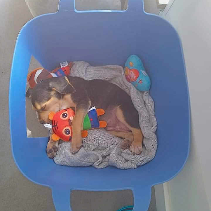 Vaiana a rejoint le concours — aidez-le/la à gagner de superbes lots ! air_travel, art, circle, comfort, family_car, head_restraint, mammal, plastic, recreation, vertebrate, working_animal