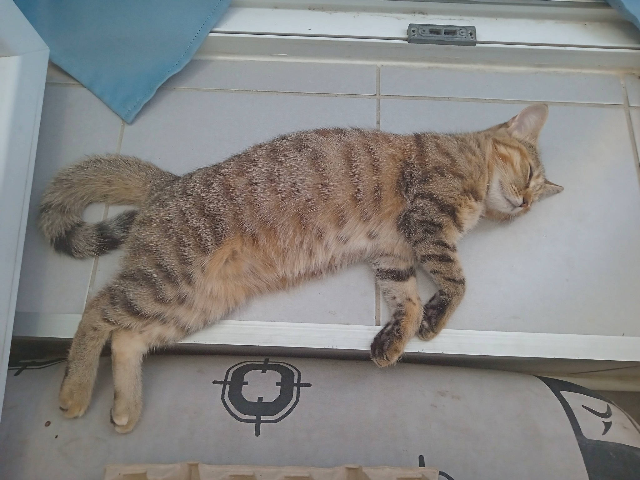 Harley participe au concours pour gagner de l'argent avec cette photo : carnivore, cat, claw, comfort, domestic_short_haired_cat, felidae, flooring, fur, paw, room, small_to_medium_sized_cats, snout, tail, terrestrial_animal, whiskers, wood