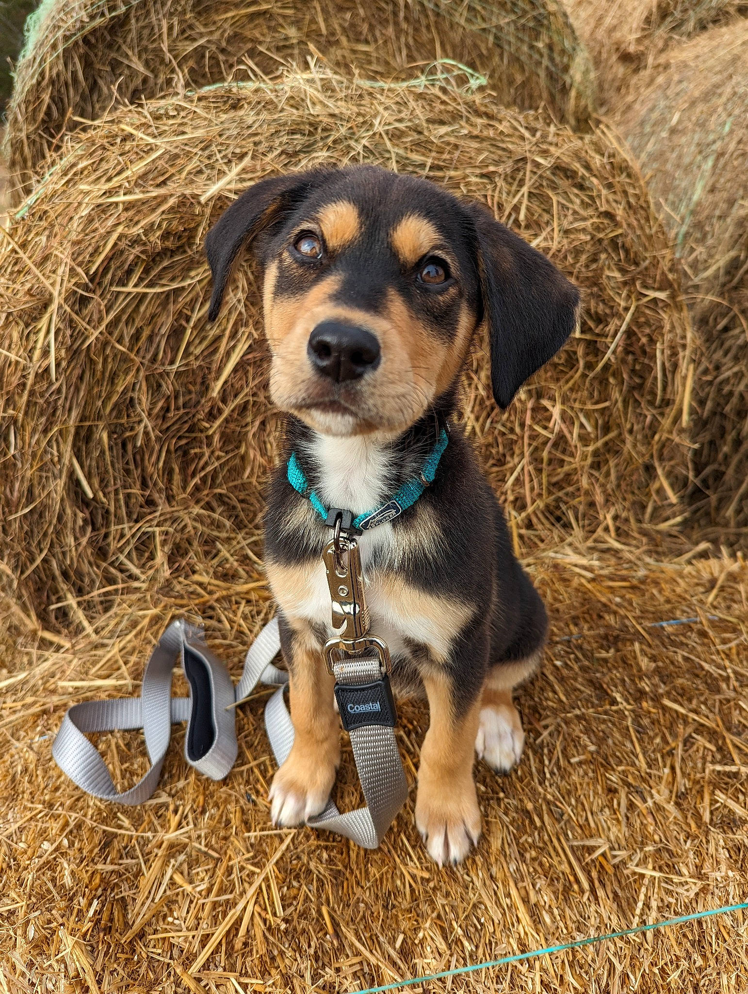 Twig is registered to the contest to win money with this photo: canidae, carnivore, companion_dog, dog, dog_breed, dog_clothes, dog_supply, fawn, grass, hat, hunting_dog, plant, scent_hound, snout, soil, sporting_group, sunglasses, terrestrial_animal, wood, working_animal