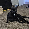 Onyx Orion Q. is registered to the contest to win money with this photo: animal, basket, black_cat, carpet, cat, curious, door, feline, floor, fur, green_eyes, home, indoor, lounging, pet, relaxed, room, storage_unit, whiskers, white_patch
