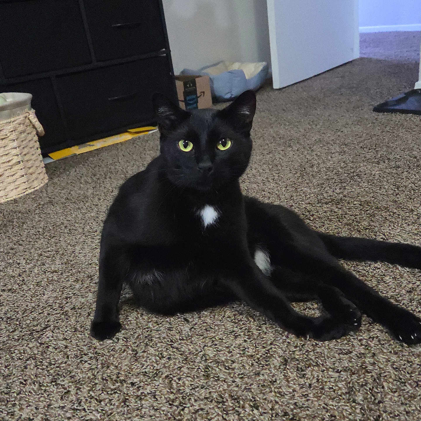 Onyx Orion Q. is registered to the contest to win money with this photo: animal, basket, black_cat, carpet, cat, curious, door, feline, floor, fur, green_eyes, home, indoor, lounging, pet, relaxed, room, storage_unit, whiskers, white_patch