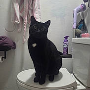 Onyx Orion Q. joined the competition — help win amazing prizes! air_freshener, animal, bathroom, bathroom_shelf, black_cat, cat, cleaning_tools, curious, floor, hanging_towel, home, indoor, pet, pink, purple, toilet, toilet_lid, towel, white_patch, wide_eyes