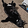 Onyx Orion Q. is registered to the contest to win money with this photo: animal, black_cat, carpet, cat, cute, domestic, ear, floor, fur, home, indoor, lying_down, mammal, paw, pet, relaxed, resting, whiskers, white_patch, yellow_eyes