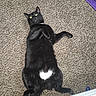 black_cat, cat, pet, animal, lying_down, carpet, indoor, feline, white_patch, heart_shape, yellow_eyes, curious, fur, whiskers, tail, paw, relaxed, cozy, purple_cloth, home