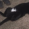 black_cat, cat, pet, animal, carpet, indoor, floor, fur, whiskers, paws, relaxed, lying_down, yellow_eyes, sandals, footwear, domestic, cute, home, curious, resting