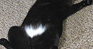 Onyx Orion is registered to the contest to win money with this photo: cat, black_cat, white_patch, lying_down, carpet, indoor, pet, relaxed, stretching, fur, tail, paw, cute, animal, mammal, sleeping, resting, domestic, feline, cozy