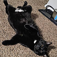 Onyx Orion is registered to the contest to win money with this photo: black_cat, cat, carpet, indoor, pet, relaxed, lying_down, white_patch, fur, animal, whiskers, ears, paws, claws, resting, cute, domestic, feline, playful, household