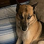animal, bed, bedroom, canine, chair, couch, cushion, dog, furniture, germanshepherd, homedecor, hound, husky, indoors, interiordesign, pet, policedog, puppy, room, snout