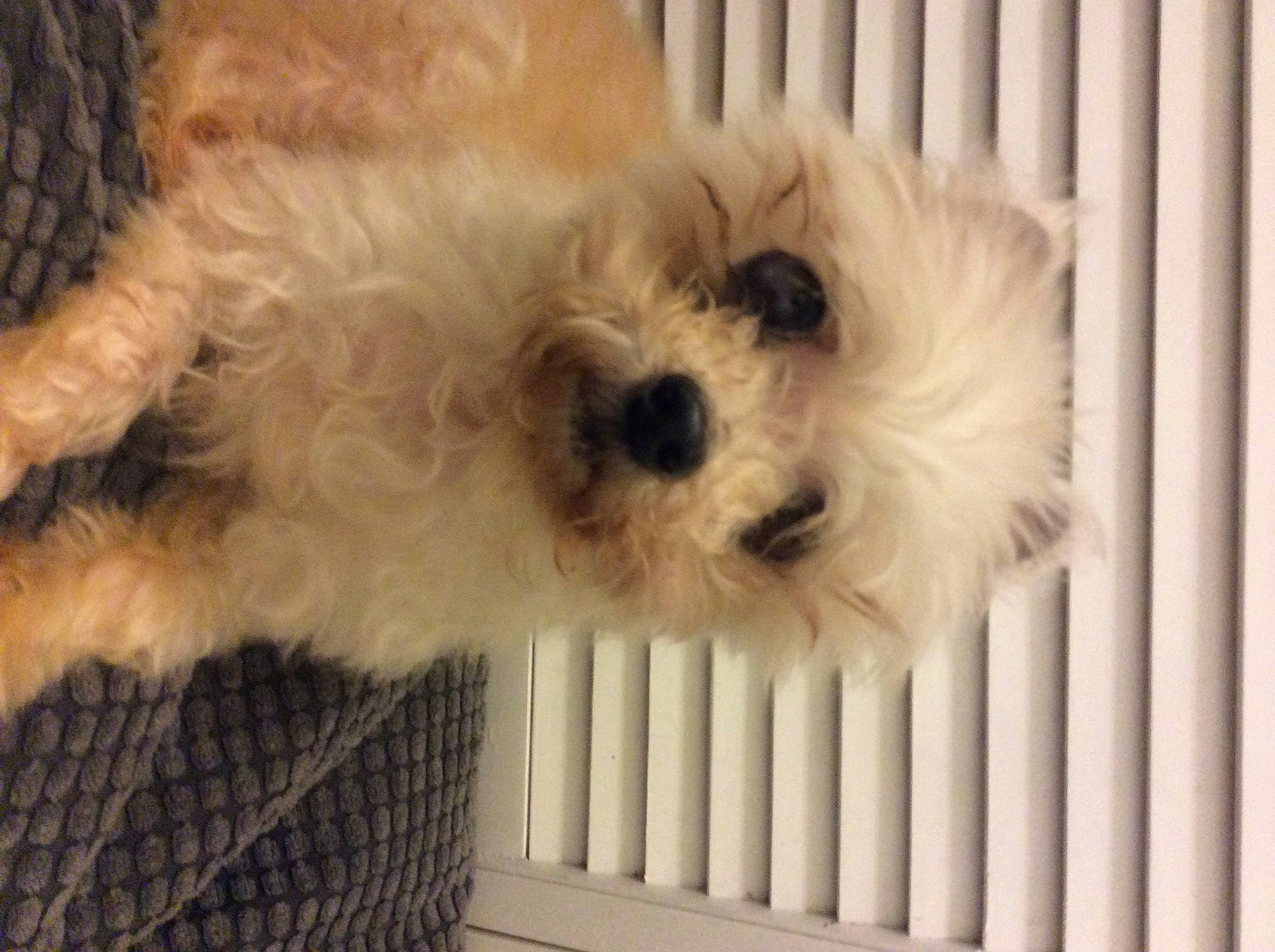 Mac is registered to the contest to win money with this photo: canidae, carnivore, cavachon, cavapoo, cockapoo, companion_dog, dog, dog_breed, havanese, maltepoo, maltese, mammal, miniature_poodle, morkie, poodle_crossbreed, puppy, schnoodle, snout, toy_poodle, vertebrate