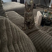 Gizmo is registered to the contest to win money with this photo: cat, tabby_cat, sofa, couch, living_room, carpet, coffee_table, curtain, vase, glass_table, blanket, cozy, indoor, pet, whiskers, sitting, striped_fur, decor, pillows, floor