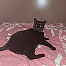 Lucky joined the competition — help win amazing prizes! black_cat, cat, pet, animal, indoor, blanket, pink_blanket, feline, resting, lying_down, looking_at_camera, glowing_eyes, cozy, domestic_cat, fur, whiskers, tail, ears, bed, wall
