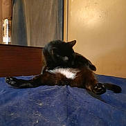 Lucky is registered to the contest to win money with this photo: cat, black_cat, grooming, lying_down, white_patch, blue_bedspread, fur, indoor, pet, animal, relaxed, paw, whiskers, claws, household, bed, furniture, quiet, cozy, cute