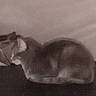 animal, blur, calm, cat, dark_surface, domestic, feline, furniture, grainy, indoor, mammal, pet, quiet, relaxation, resting, shadow, side_view, sleepy, soft_lighting, still_life