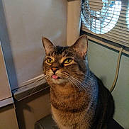 Precious Biscuit joined the competition — help win amazing prizes! animal, appliance, cat, curious, cute, domestic, ears, expression, fan, feline, fur, household, indoor, pet, portrait, sitting, tabby, tongue_out, whiskers, yellow_eyes