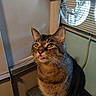 animal, appliance, cat, curious, cute, domestic, ears, expression, fan, feline, fur, household, indoor, pet, portrait, sitting, tabby, tongue_out, whiskers, yellow_eyes