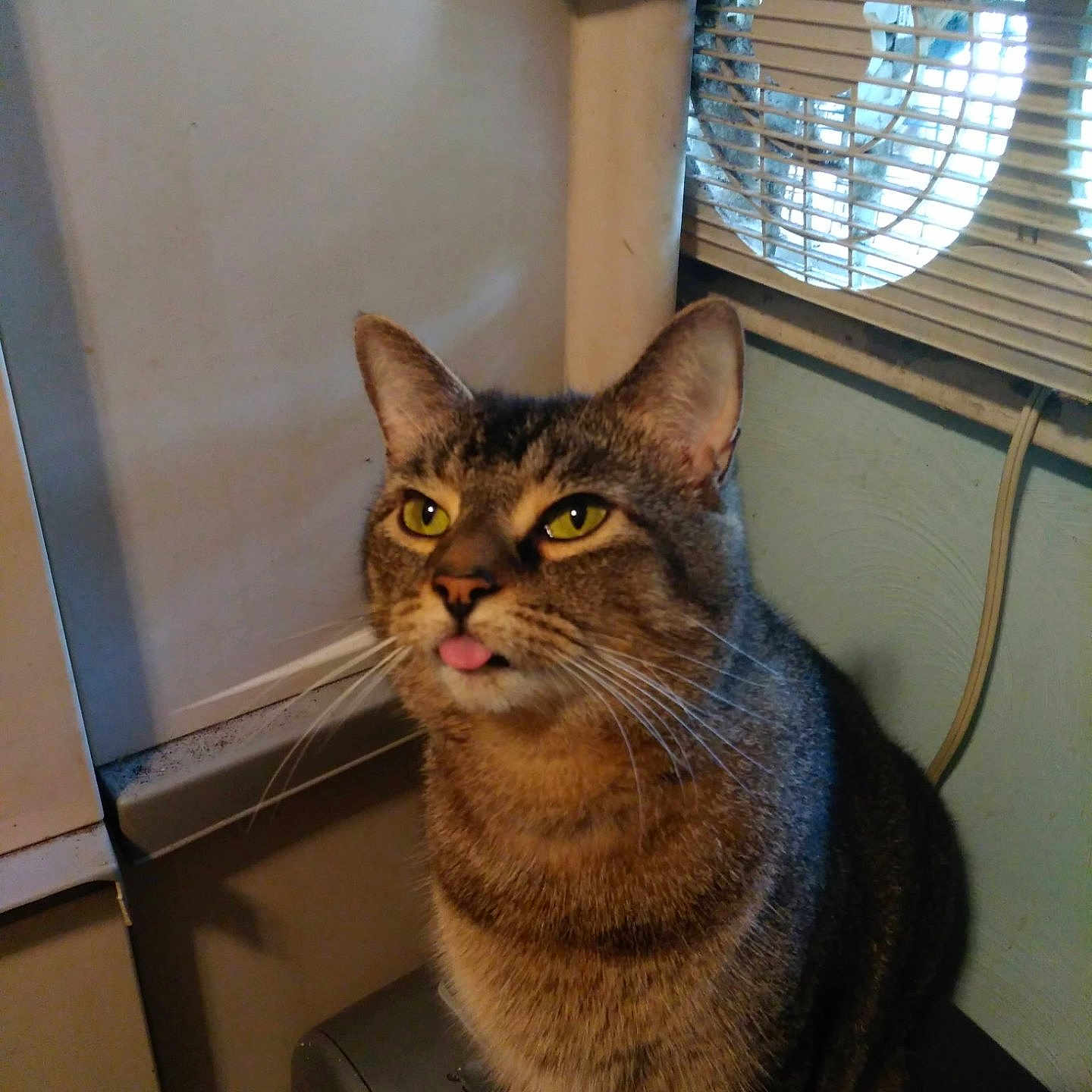Precious Biscuit