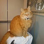 Titan is registered to the contest to win money with this photo: cat, orange_cat, fluffy, sitting, towel, stool, indoor, window_ac, appliance, fur, pet, animal, collar, whiskers, tail, domestic_cat, cute, feline, household, relaxed