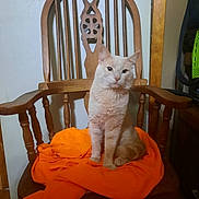 Momo joined the competition — help win amazing prizes! cat, chair, wood, orange_cloth, indoor, pet, feline, sitting, fur, animal, domestic, cute, relaxed, home, seat, wooden_furniture, portrait, calm, orange, whiskers