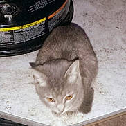 Tiger joined the competition — help win amazing prizes! kitten, gray_cat, animal, pet, indoor, floor, white_surface, black_object, warning_label, small_cat, feline, young_cat, fur, cute, domestic_cat, animal_face, whiskers, ears, looking_down, resting