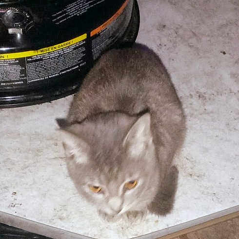 Tiger joined the competition — help win amazing prizes! kitten, gray_cat, animal, pet, indoor, floor, white_surface, black_object, warning_label, small_cat, feline, young_cat, fur, cute, domestic_cat, animal_face, whiskers, ears, looking_down, resting