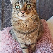 Caramel participe au concours pour gagner de l'argent avec cette photo : abyssinian, animal, blanket, cat, egyptiancat, kitten, manx, pet
