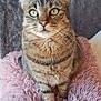 abyssinian, animal, blanket, cat, egyptiancat, kitten, manx, pet