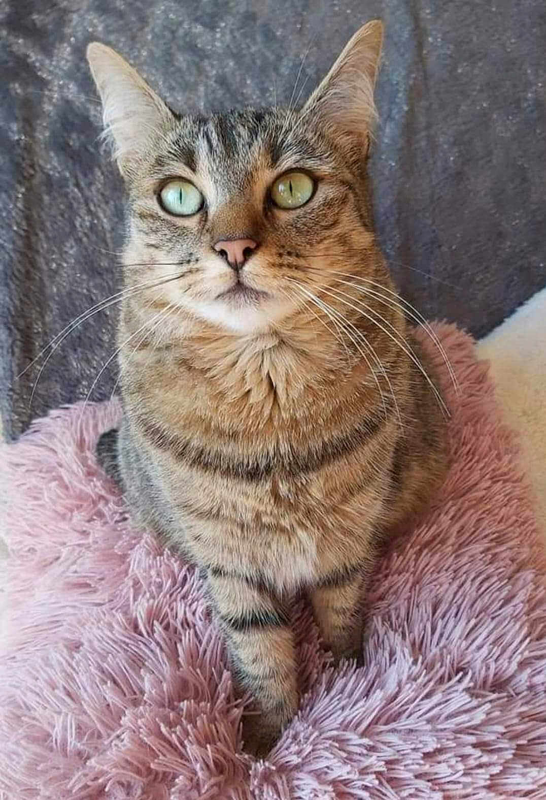 Caramel