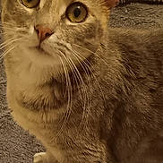 Kelly a rejoint le concours — aidez-le/la à gagner de superbes lots ! abyssinian, angora, animal, blanket, cat, electronics, kitten, manx, pet, remotecontrol, siamese, slate, towel