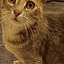 abyssinian, angora, animal, blanket, cat, electronics, kitten, manx, pet, remotecontrol, siamese, slate, towel