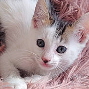 Bao participe au concours pour gagner de l'argent avec cette photo : kitten, cat, white_fur, gray_patch, brown_patch, whiskers, pink_fur_surface, close_up, cute, pet, animal, feline, resting, soft_texture, indoor, young_cat, curious_eyes, small_paw, fluffy, portrait