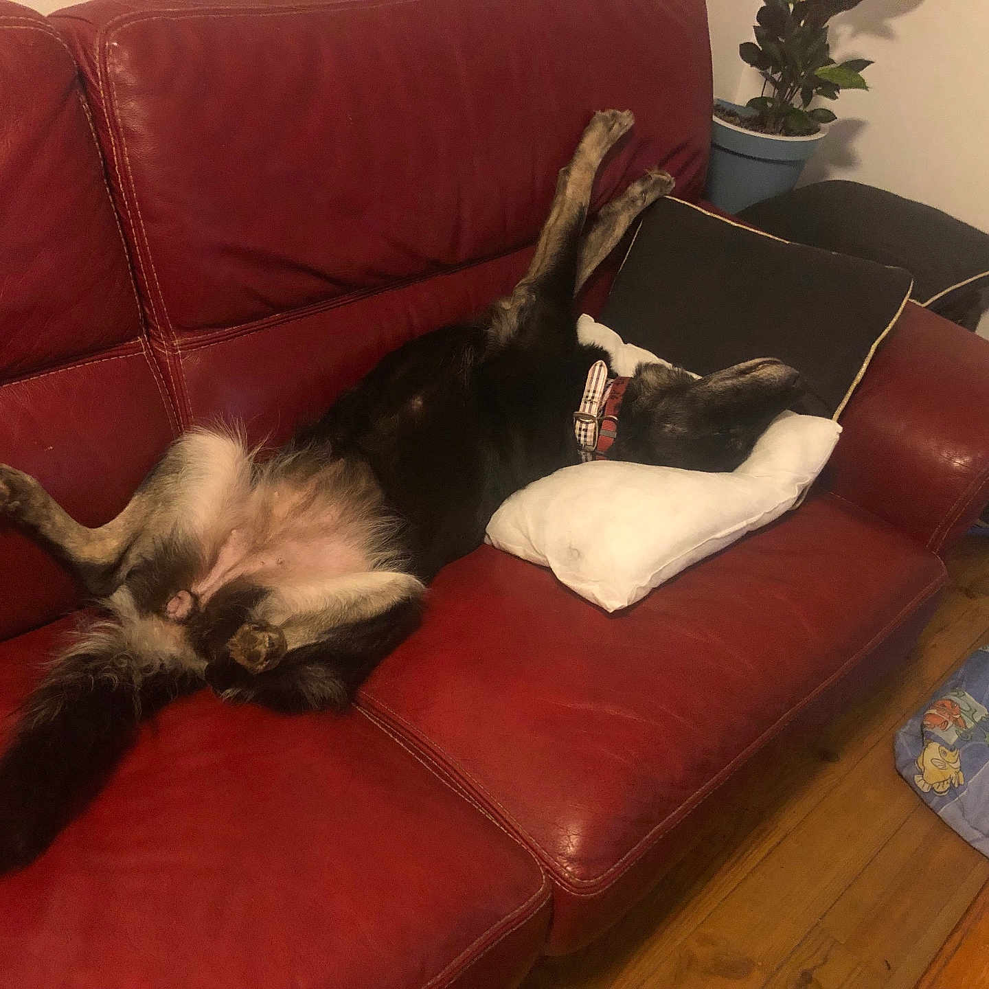 Oupsie a rejoint le concours — aidez-le/la à gagner de superbes lots ! canine, collar, couch, cozy, dog, domestic_animal, furniture, home, indoor, legs_up, living_room, pet_bed, pillow, plant, red_leather, relaxed, resting, sleeping, sprawled, wooden_floor