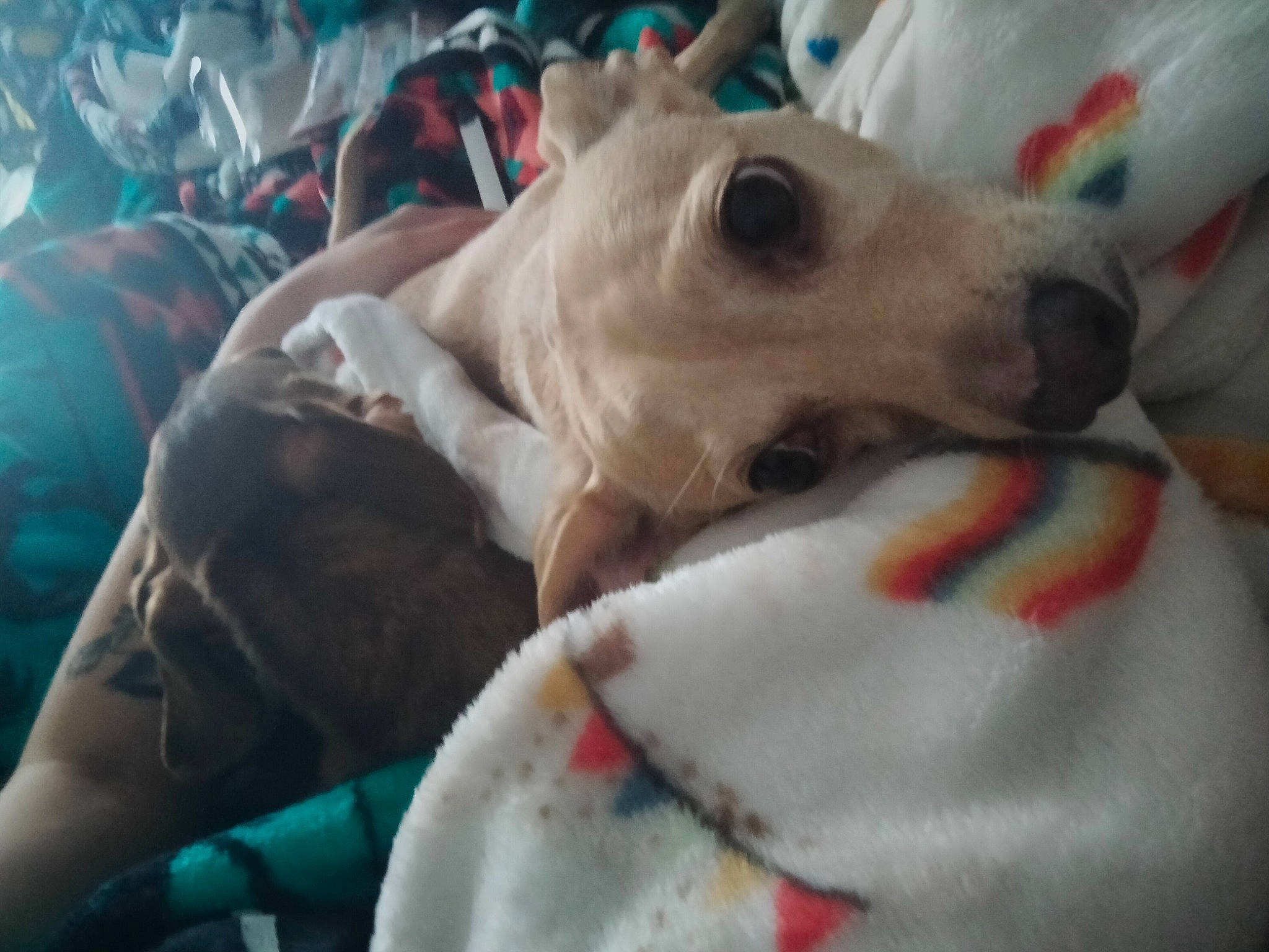 Tobias is registered to the contest to win money with this photo: bedding, canidae, carnivore, comfort, companion_dog, dog, dog_breed, dog_supply, fawn, felidae, fur, linens, paw, puppy, small_to_medium_sized_cats, snout, sporting_group, toy_dog, whiskers, working_animal